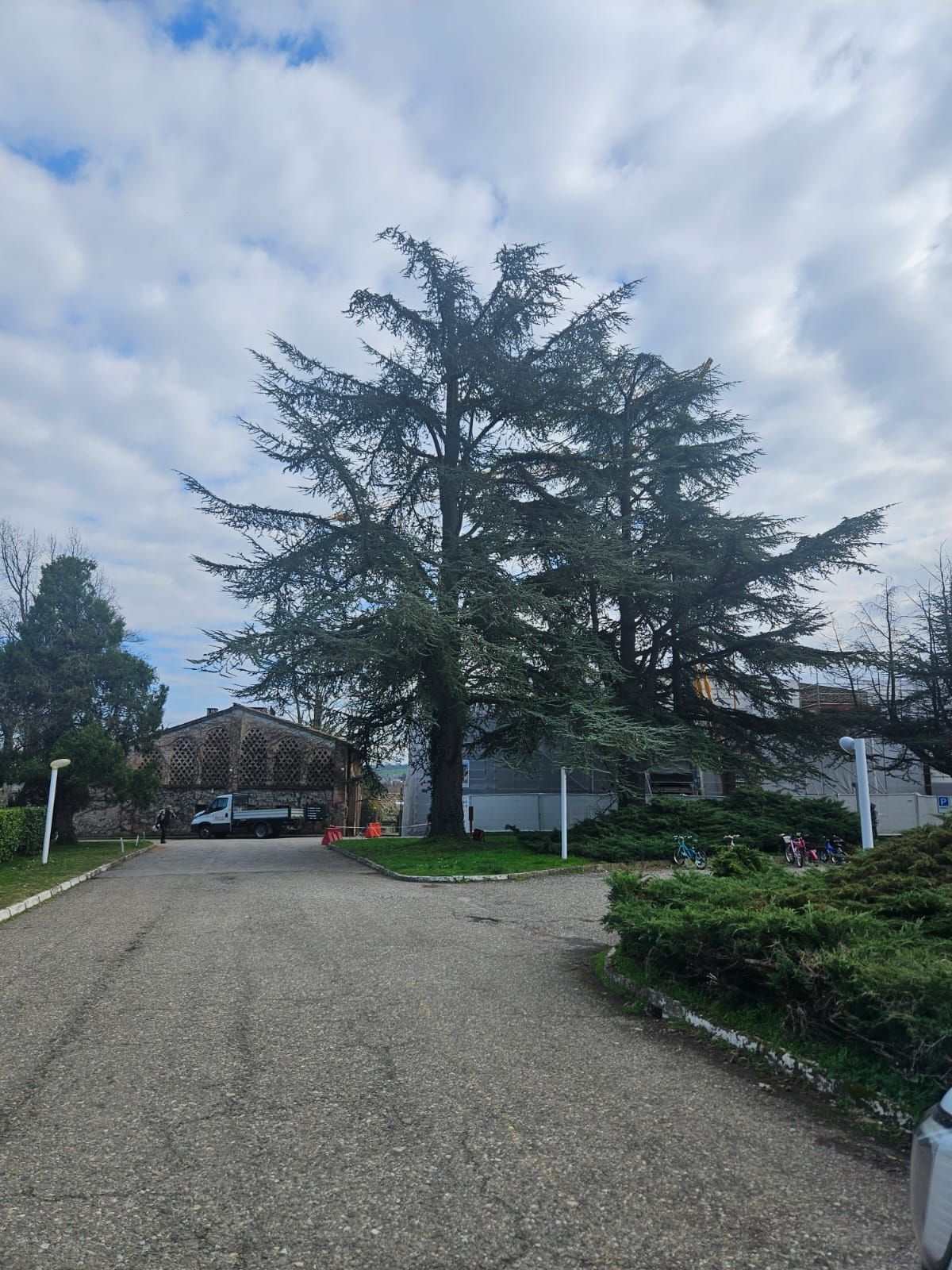 Sistemazione piante per gru